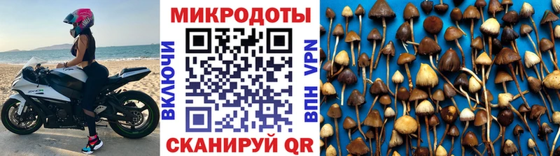 Псилоцибиновые грибы Psilocybe  Карталы 